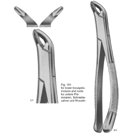 ASI-2173 Tooth Extracting Forceps (American Pattern) made of German stainless steel with textured handle and matte finish.