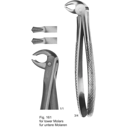 ASI-2136 English pattern dental tooth extracting forceps