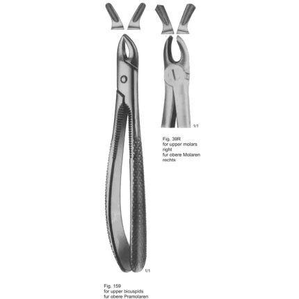 ASI-2146 English Pattern Tooth Extracting Forceps made from German stainless steel.