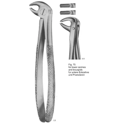 Tooth Extracting Forceps (English Pattern) ASI-2153 with matte finish German stainless steel beaks and ergonomic plier handle.